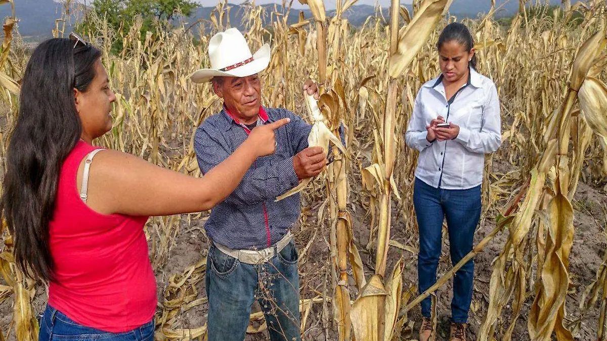 productores de maíz